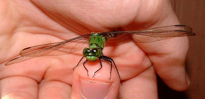 Dragon Fly