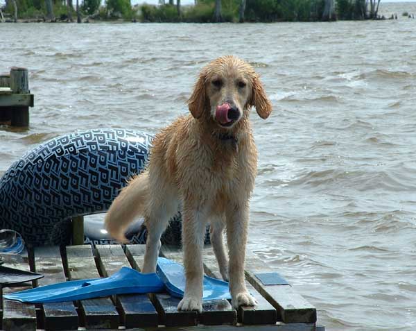 Sammy