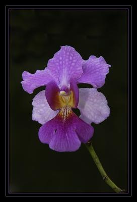 7852-Island-Orchid.jpg
