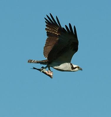 fishinflight.jpg