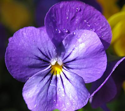 Pansy In The Rain