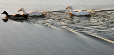 u15/sadie04/medium/42671262.duckys.jpg
