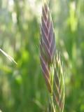 Prairie Grass