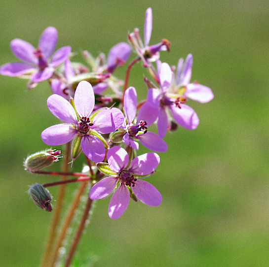 Birdfoot Violet (Wildflower)