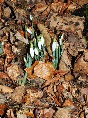 Snow drops...