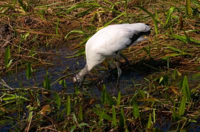 Wood Stork