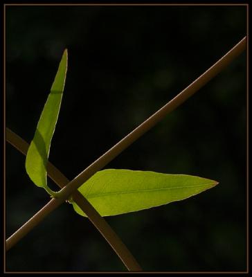 aP9032444.jpg