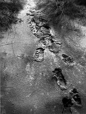 u15/sandpiper/medium/38920708.footprints.jpg