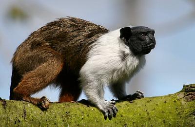 Pied Tamarin 