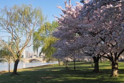 IMG01450.jpg morning, Potomac, Cherry blossoms