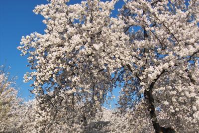 IMG01466.jpg Yoshino cherry trees