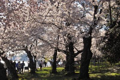 IMG01468.jpg Windy blossom petals