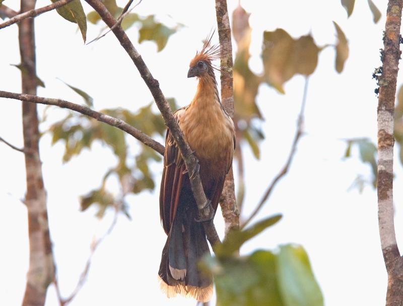 Hoatzin