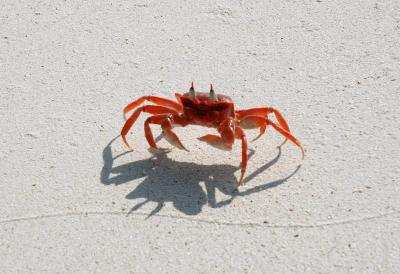 Ghost Crab