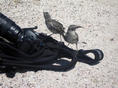 Hood Mockingbirds inspecting my main camera