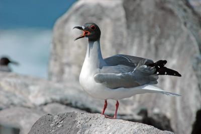 Swallow-Tailed Gull