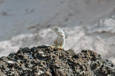 Gecko