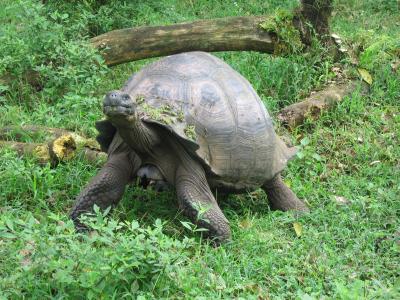 Galapagos Tortoise (Santa Cruz)