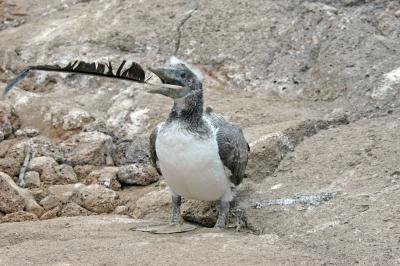 Nazca Boobie (Juvenile) playing with a feather