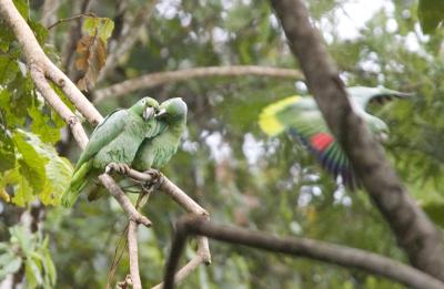 Mealy Parrots