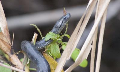 Anaconda (Juvenile)