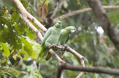 Mealy Parrots