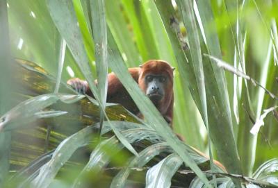 Red Howler Monkey