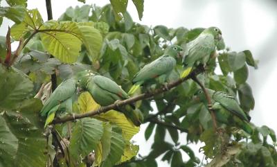 Mealy Parrots