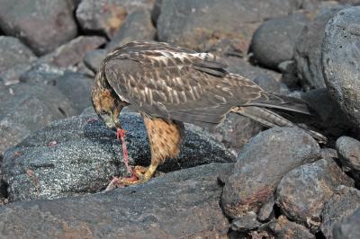 Galapagos Hawk, Galapagos Dove (food)