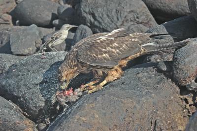 Galapagos Hawk, Galapagos Dove (food), and a Hood Mockingbird watching