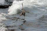 Blue Heron losing its balance from a wave