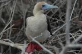 Red-Footed Boobie