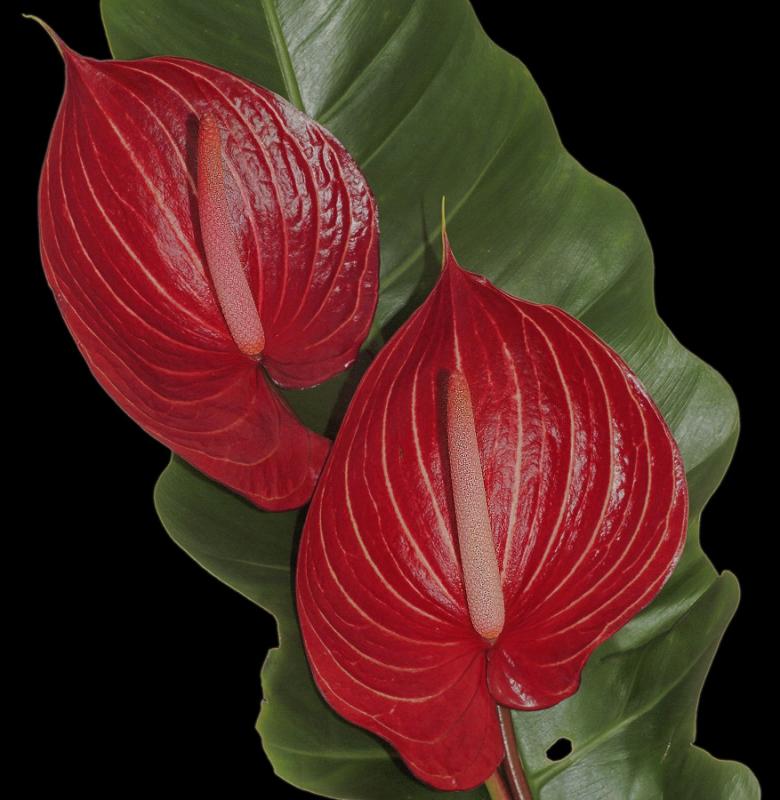 Anthuriums close-up