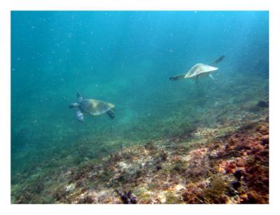 u15/schiaffarino/medium/41819635.IMG_0630_Tartaruga_LOW.jpg