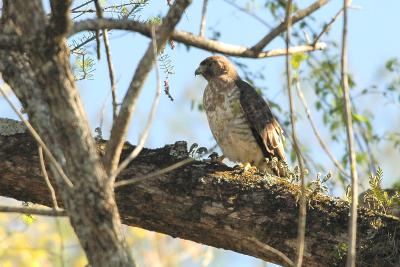 Hawk_Broad-winged 1580.jpg