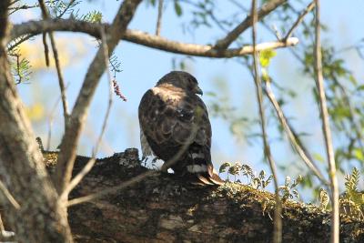 Hawk_Broad-winged 1596.jpg