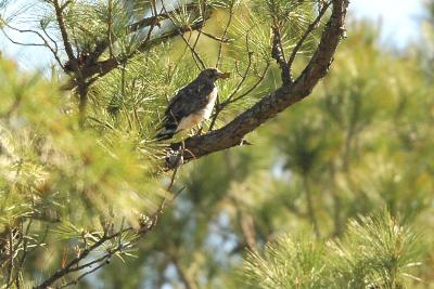 Hawk_Broad-winged 1601.jpg