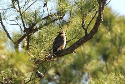 Hawk_Broad-winged 1610.jpg