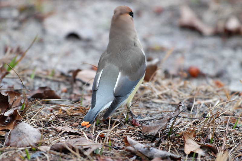 Waxwing_Cedar orange tail 9782A.jpg