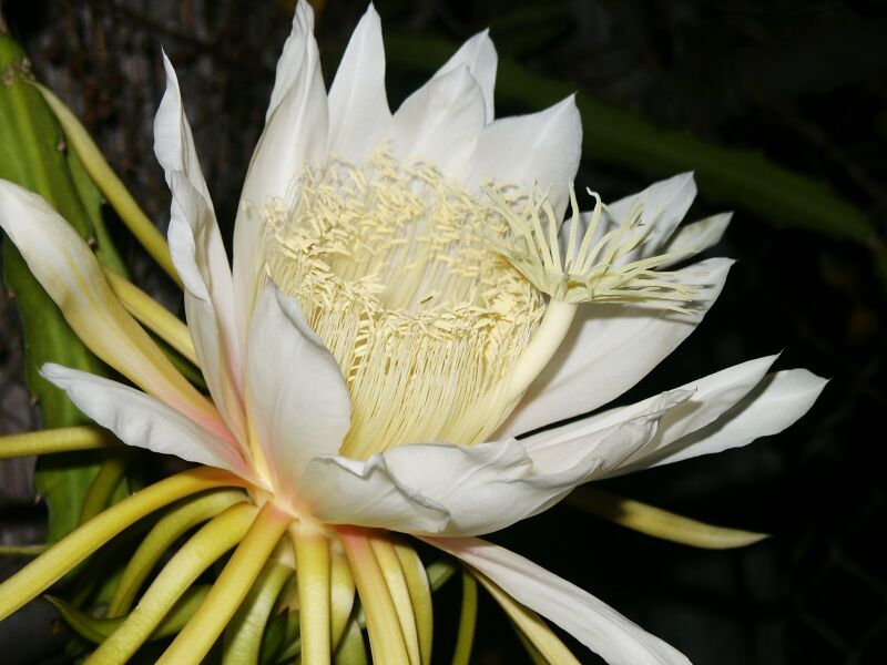 Cereus (Hylocereus undatus)