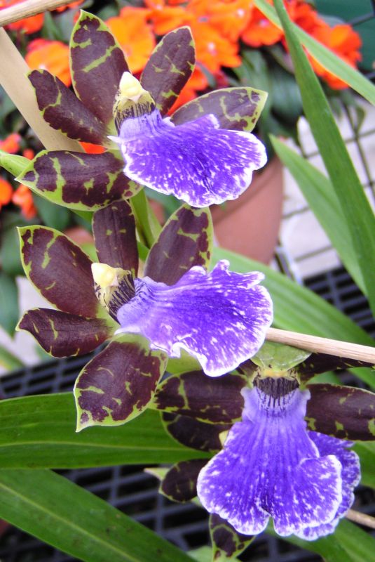 Orchid