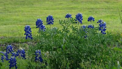 Bluebonnets