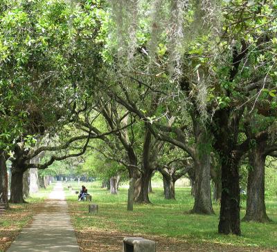 Live Oak Lovers Lane