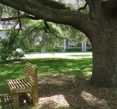 Live Oak and Meditation Bench