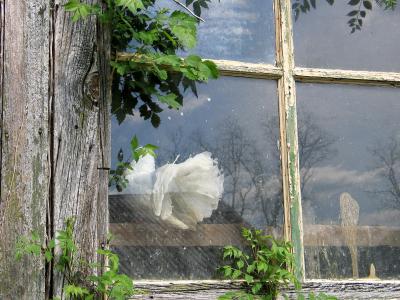 White pigeon in window of old barn
