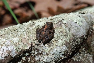 Acris crepitans (blanchard's cricket frog), Washington county, Arkansas