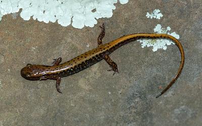 Eurycea longicauda melanopleura (dark-sided salamander), Washington county, Arkansas
