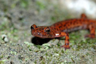 cave salamander close-up