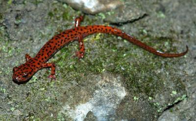 Eurycea lucifuga (cave salamander), Washington county, Arkansas
