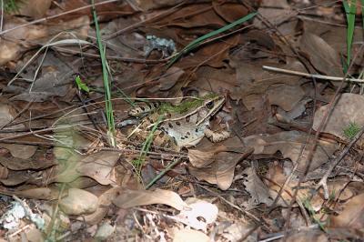 Rana utricularia (southern leopard frog), Washington county, Arkansas